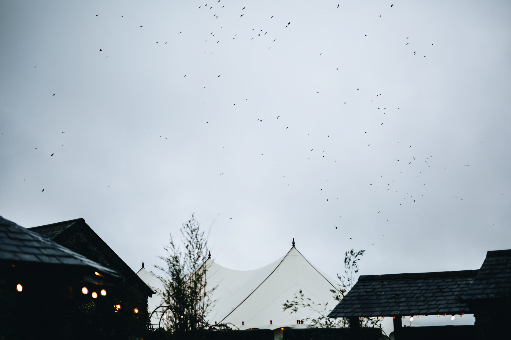 A photograph of the sky with the top of a marquee and some tiled rooves at the bottom of a frame. The sky is heavy and cloudy and there is a murmuration of birds flying around