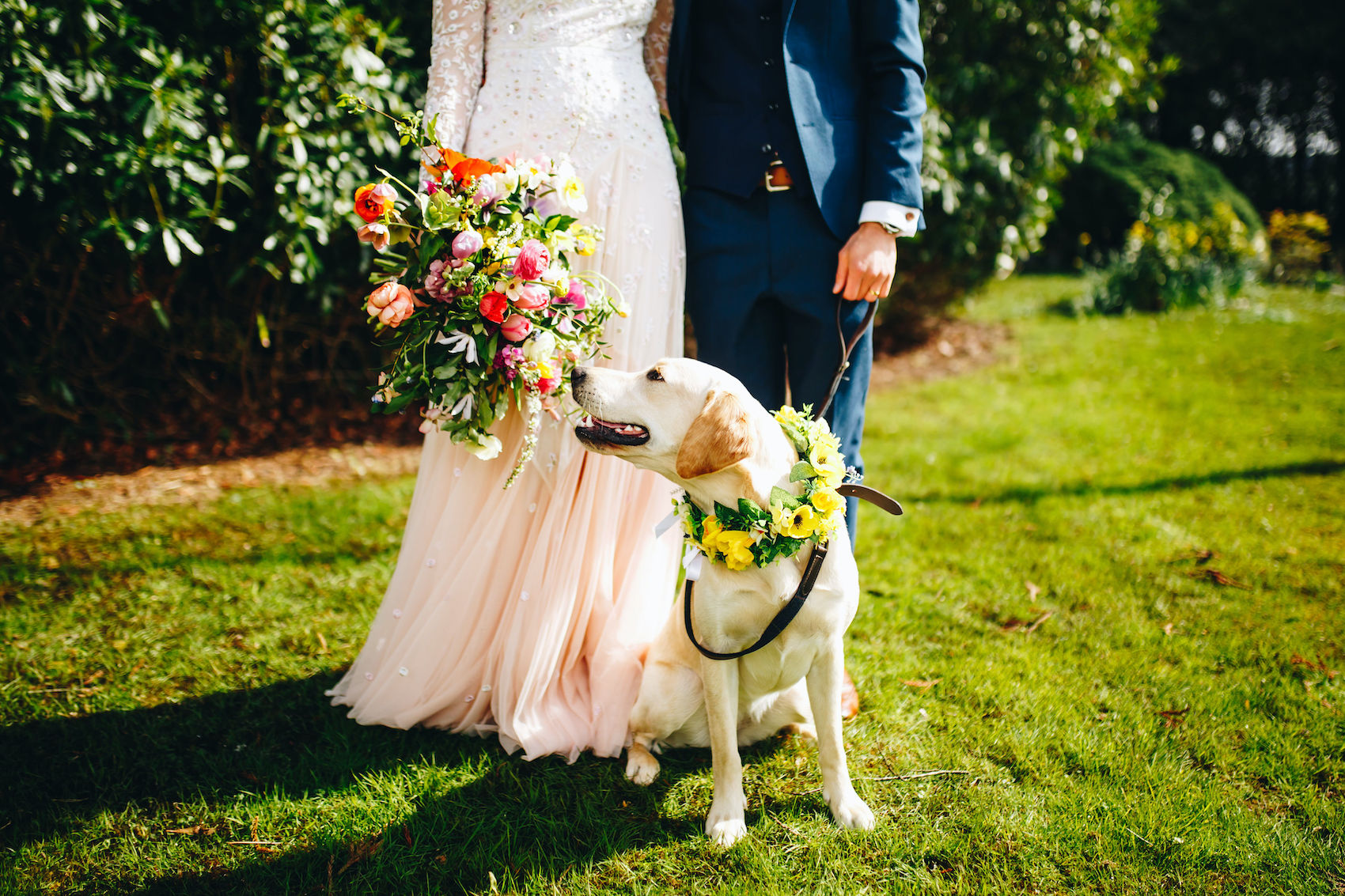 Close up photo of a yellow labrador with a floral collar looking back at its owners, the newlyweds, who are dressed in a blue suit and pale pink dress and holding a beautiful bouquet, stood on a lawn