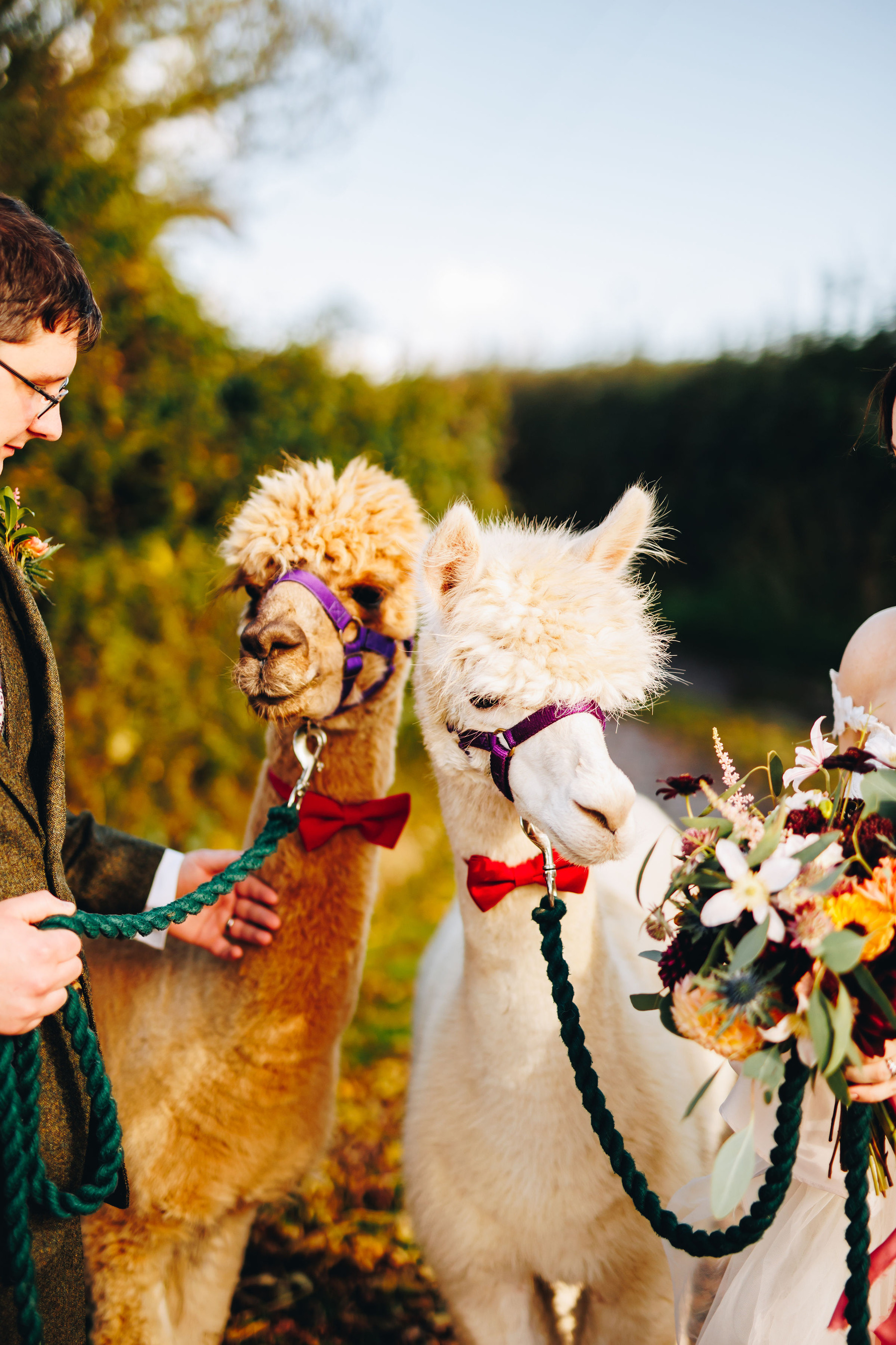 Two alpacas with red bowties