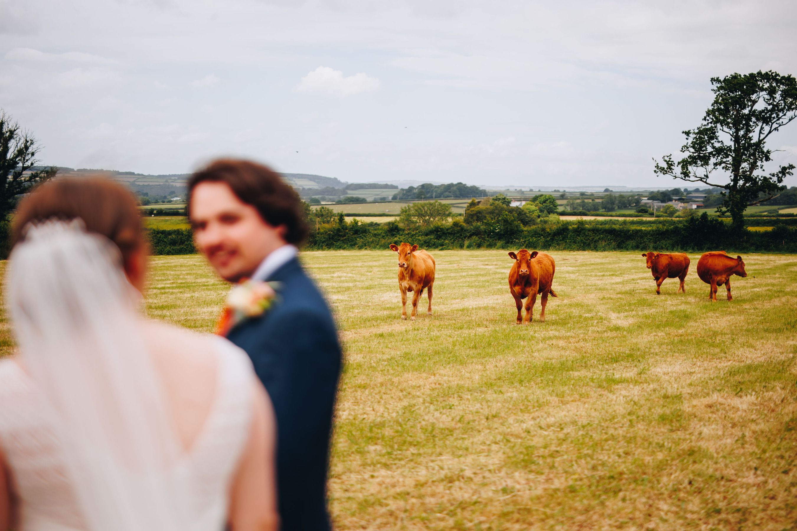 Brown cows in a field, with bride and groom in the foreground