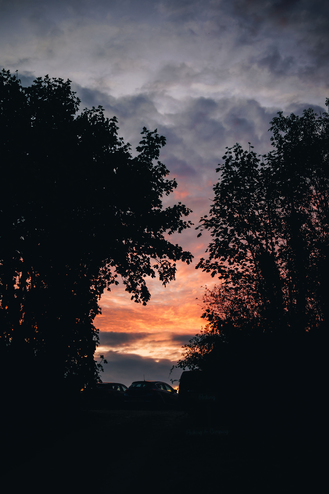 Cloudy sunset through the trees